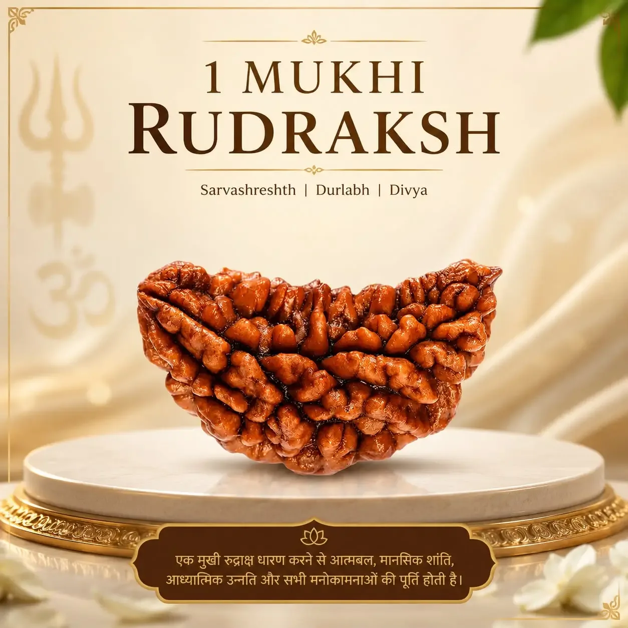 1 Mukhi Rudraksha ( Nepali )