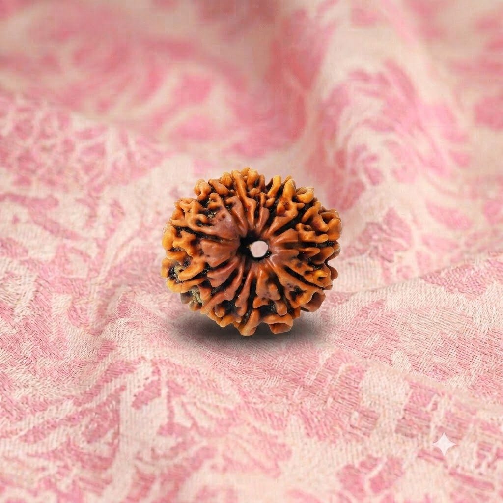 13 Mukhi Rudraksha ( Nepali )